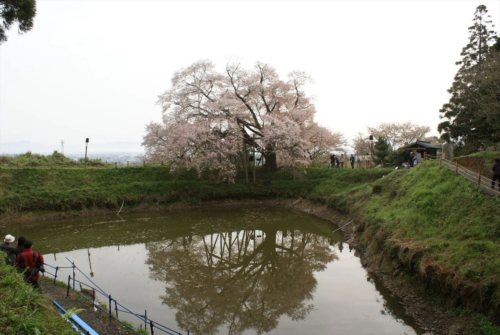 浅井の一本桜