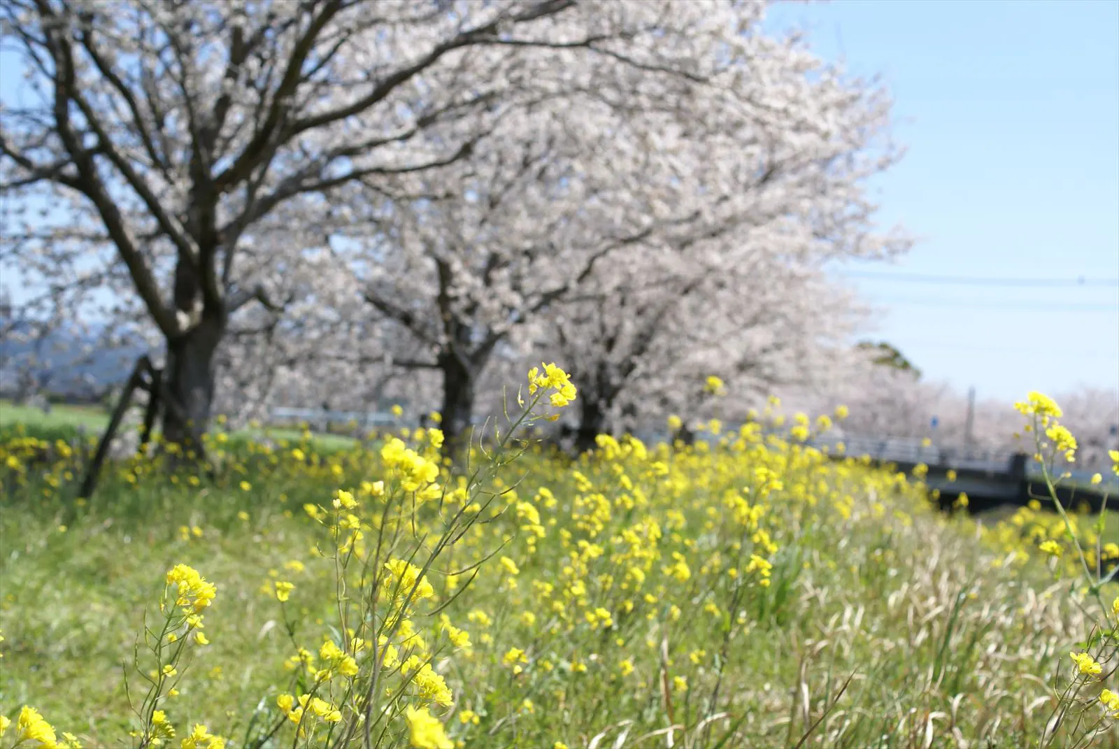 草場川桜並木　菜の花