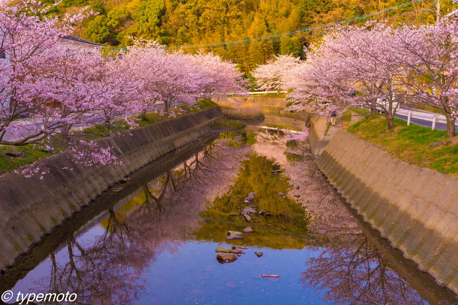 対馬　鶏知　桜