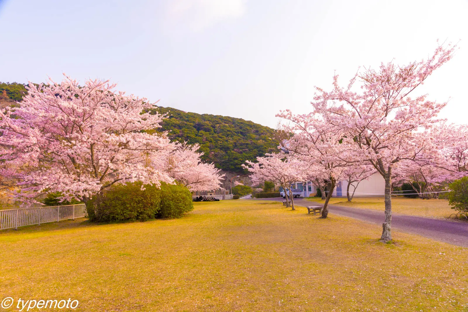 対馬　鶏知ダム　桜