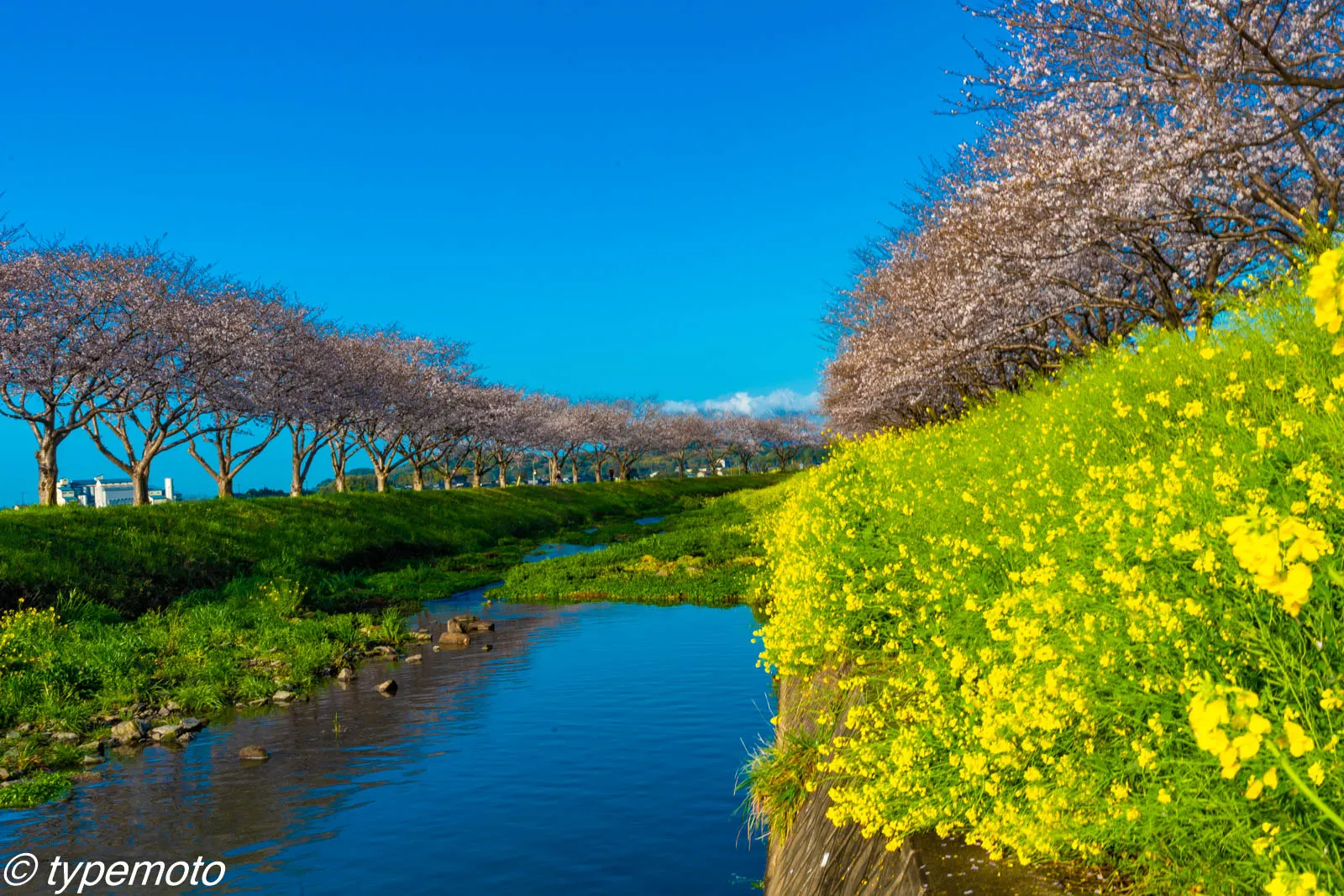 草場川桜並木