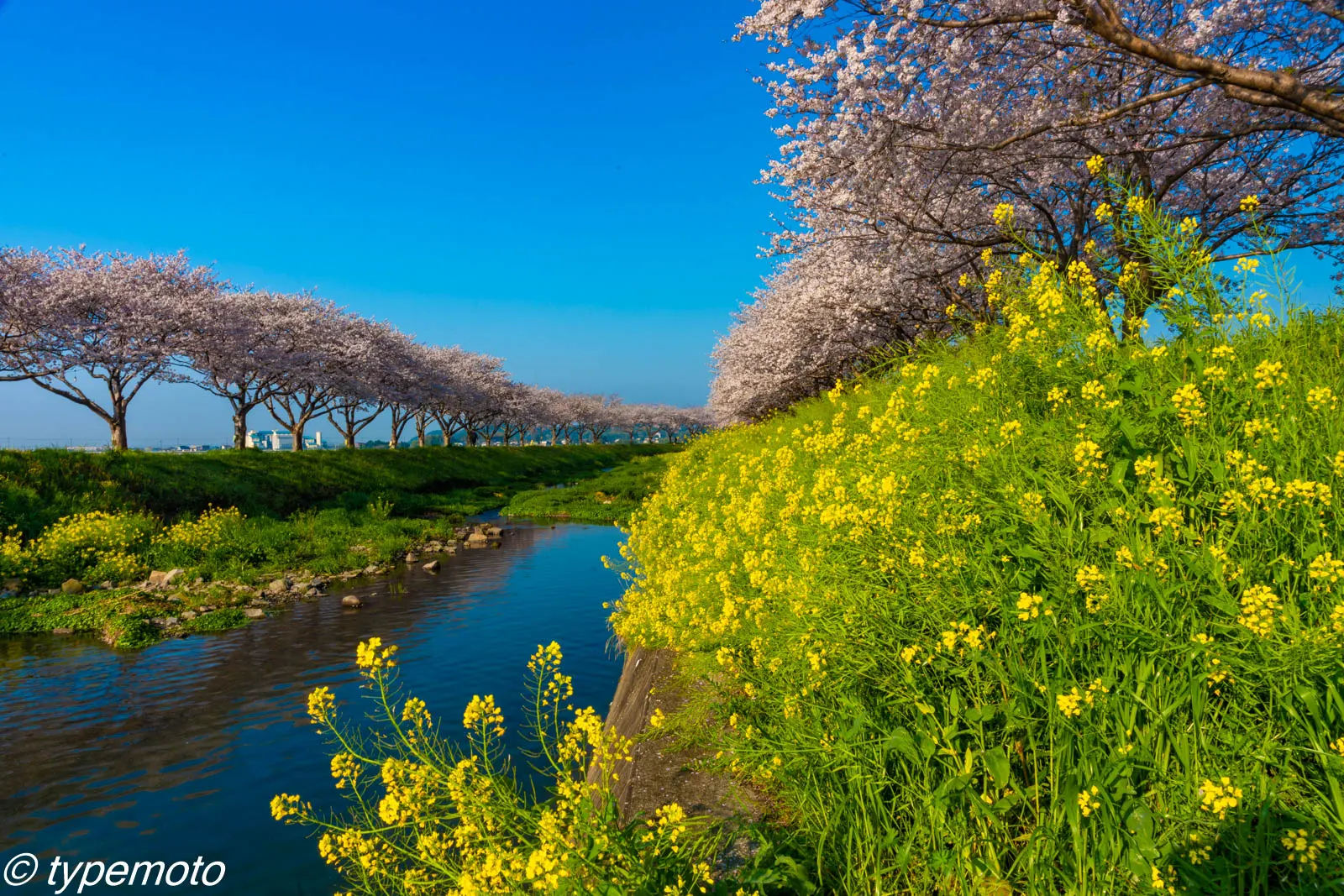 草場川桜並木　菜の花