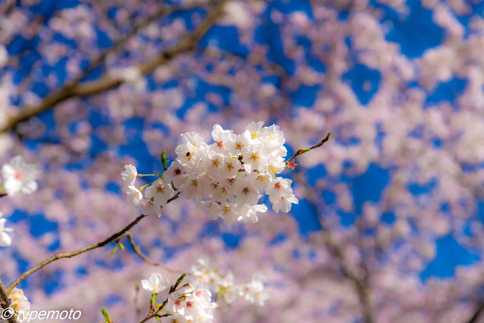 草場川　桜