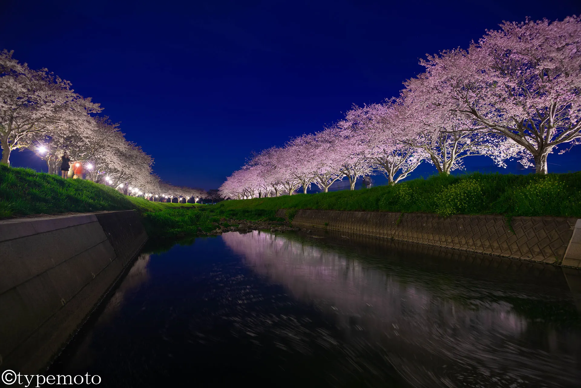 草場川桜並木　夜桜　リフレクション