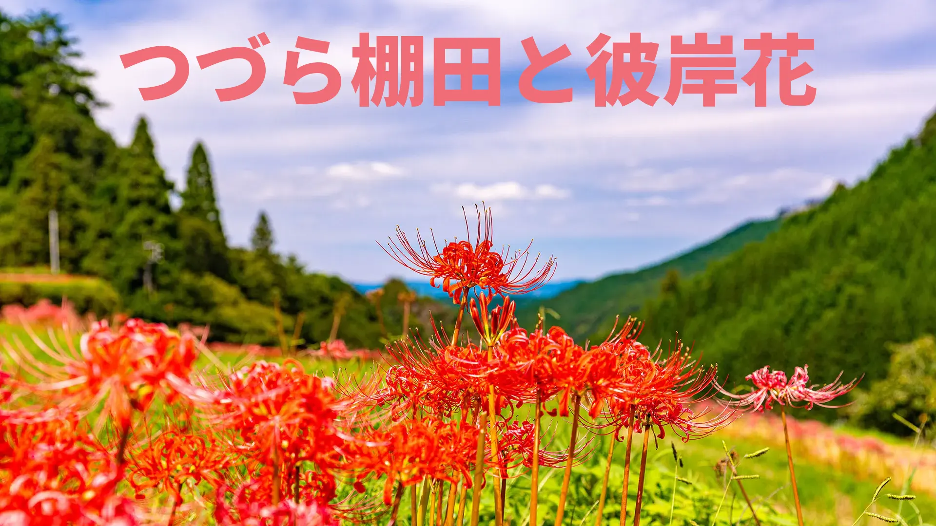 つづら棚田と彼岸花